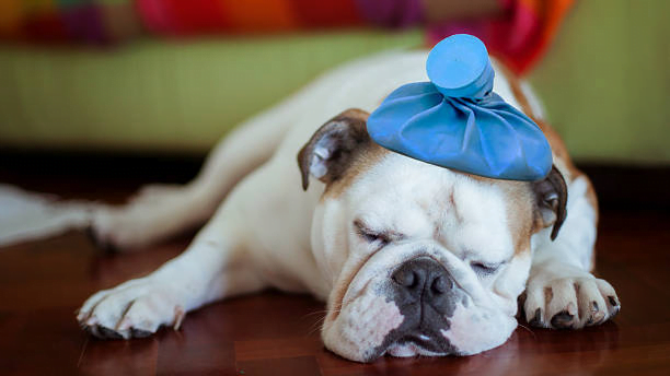 dog diarrhea treatment