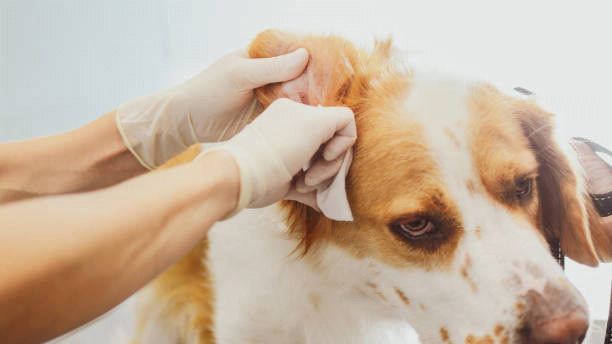 how to treat dog ear infection