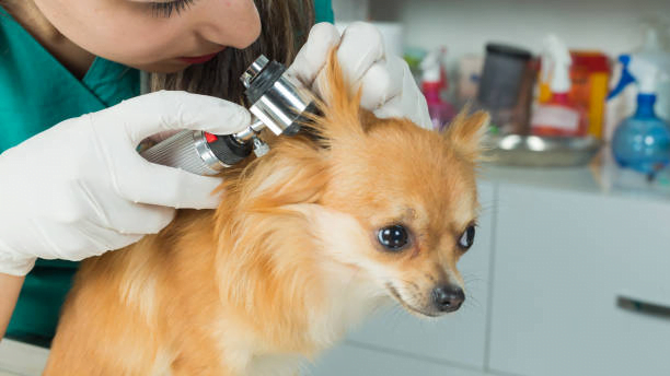dog ear infection