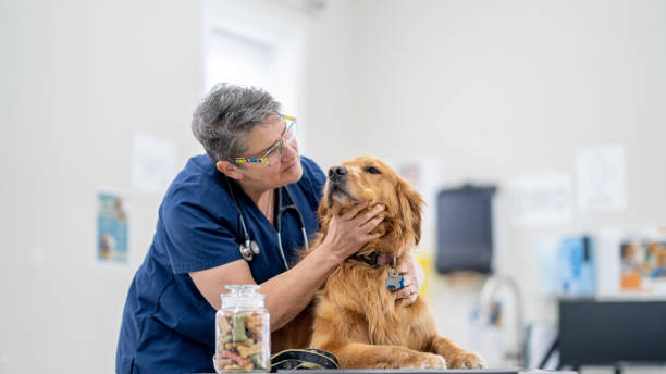vet